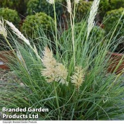 Cortaderia Selloana 'Minipampas Silver' -Flourish Flora CORT MINIPAMPA T27377