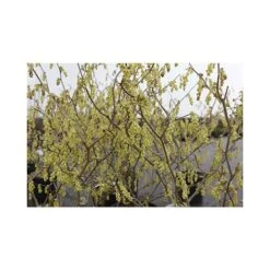 Corylopsis Spicata -Flourish Flora CORY T66180 A h