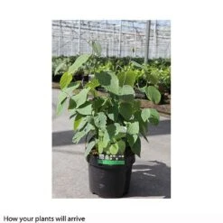 Corylopsis Spicata -Flourish Flora CORY T66180 B h