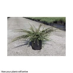 Cotoneaster Horizontalis 'Variegatus' -Flourish Flora COTO T66183 A h