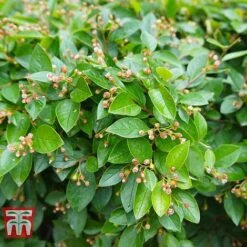Cotoneaster Lucidus