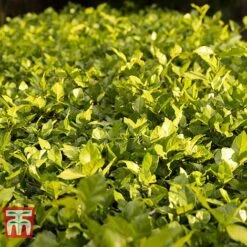 Cotoneaster Lucidus -Flourish Flora COTO T66184 D