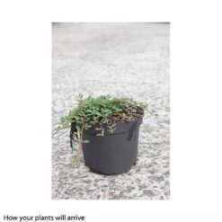 Cotoneaster Microphyllus 'Streibs Findling' -Flourish Flora COTO T66185 A h