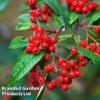 Cotoneaster Lacteus