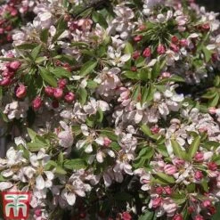 Crab Apple 'Sun Rival'