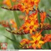 Crocosmia 'Firestarter' (Firestars Series)