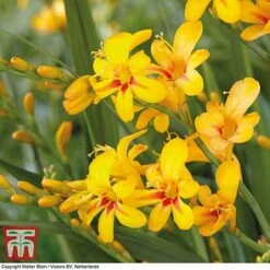 Crocosmia 'Hot Spot' (Firestars Series) -Flourish Flora CROC KB2978 B