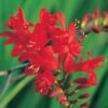 Crocosmia 'Lucifer'