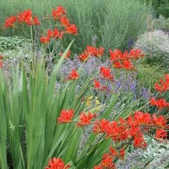Crocosmia 'Lucifer' -Flourish Flora CROC T58348 B h