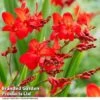 Crocosmia 'Walberton Scarlet'