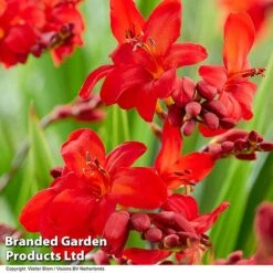 Crocosmia 'Walberton Scarlet' -Flourish Flora CROC WALBSCARL S35217