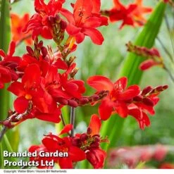 Crocosmia 'Walberton Scarlet' -Flourish Flora CROC WALBSCARL S35219