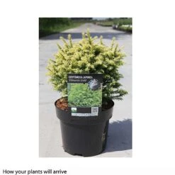 Cryptomeria Japonica 'Vilmorin Gold' -Flourish Flora CRYP T66189 A h