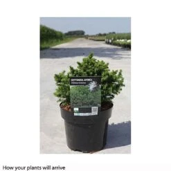 Cryptomeria Japonica 'Vilmoriniana' -Flourish Flora CRYP T66190 A h