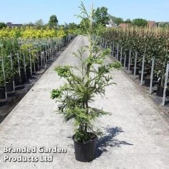 Cryptomeria Japonica 'Cristata'