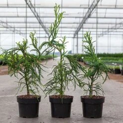 Cryptomeria Japonica 'Kyara Gold' -Flourish Flora CRYP KYARAGOLD S45423 NOW