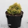 Cryptomeria Japonica 'Twinkle Toes'