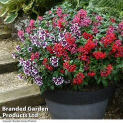 Cuphea 'Sweet Talk Collection' -Flourish Flora CUPH SWEETTALK T51694