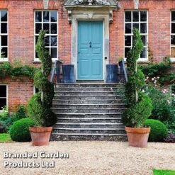 Leyland Cypress 'Castlewellan' Topiary -Flourish Flora CUPR KB9232 F