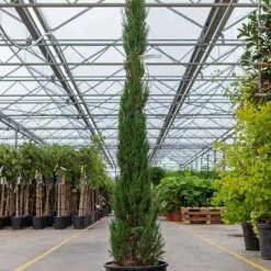 Cupressus Sempervirens 'Pyramidalis' -Flourish Flora CUPR PYRAMIDAL S45427 NOW