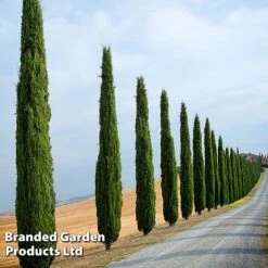 Italian Cypress -Flourish Flora CYPR ITALIAN L26961