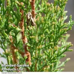 Italian Cypress -Flourish Flora CYPR ITALIAN T24307
