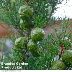 Italian Cypress -Flourish Flora CYPR ITALIAN T26746