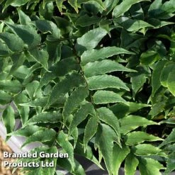 Cyrtomium Fortunei -Flourish Flora CYRT FORTUNEI S37091