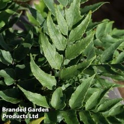 Cyrtomium Fortunei -Flourish Flora CYRT FORTUNEI S37092