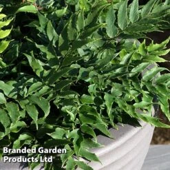 Cyrtomium Fortunei -Flourish Flora CYRT FORTUNEI S37094