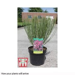 Cytisus 'Hollandia' -Flourish Flora CYTI T66194 B