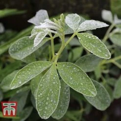 Cytisus Battandieri -Flourish Flora CYTI TKA3102 C