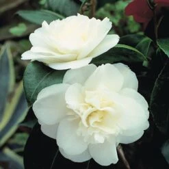 Camellia 'Tricolour' -Flourish Flora Camellia white