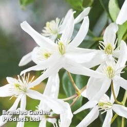 Clematis Armandii 'Snowdrift' -Flourish Flora Clematis Snowdrift KC4972 B