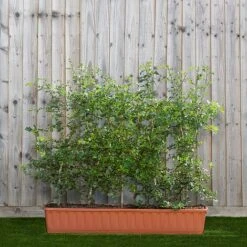 Hawthorn Instant Trough Hedge 1m (pre-grown)