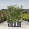 Hawthorn Ready Bag Instant Hedge 1m (pre-grown)