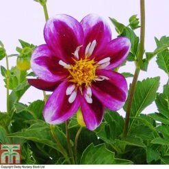 Dahlia 'Fabula'