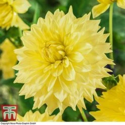 Dahlia 'Dinner Plate' Collection -Flourish Flora DAHL WKB4101 C