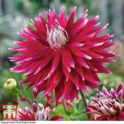 Dahlia 'Dinner Plate' Collection -Flourish Flora DAHL WKB4101 D