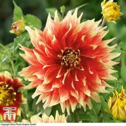 Dahlia 'Dinner Plate' Collection -Flourish Flora DAHL WKB4101 E