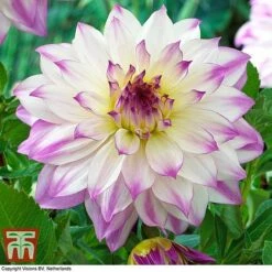 Dahlia 'Dinner Plate' Collection -Flourish Flora DAHL WKB4101 F