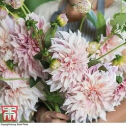 Dahlia 'Dinner Plate' Collection -Flourish Flora DAHL WKB4101 G