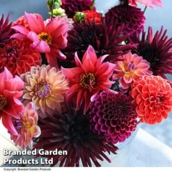 Dahlia 'Autumn Shades Mix' -Flourish Flora DAHL AUTUMNSHA T44259