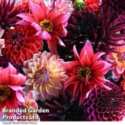 Dahlia 'Autumn Shades Mix' -Flourish Flora DAHL AUTUMNSHA T44260