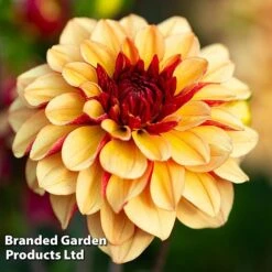 Dahlia Double Flowered Collection -Flourish Flora DAHL CREMEDECO S442191