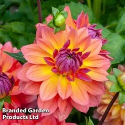 Dahlia Double Flowered Collection -Flourish Flora DAHL FIREPOT S442211