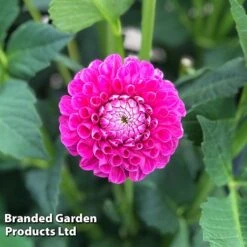 Dahlia 'Jowey Frambo'