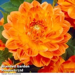 Dahlia 'Perfect Patchwork Collection' -Flourish Flora DAHL ORANGEPER H51724