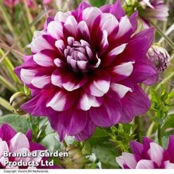 Dahlia 'Perfect Patchwork Collection' -Flourish Flora DAHL PATCHES H51725