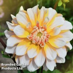 Dahlia 'Perfect Patchwork Collection' -Flourish Flora DAHL PERFPATCH W51606